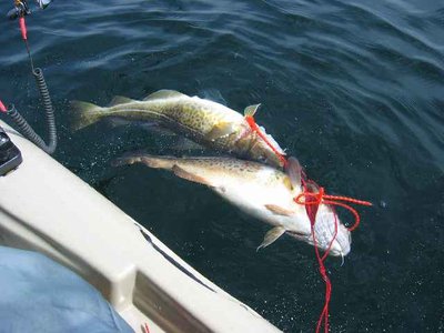 Dorsche.jpg (30.63 KiB) 6895 mal betrachtet Dorsche.jpg