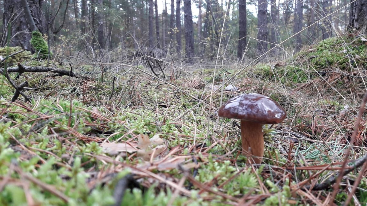 Ein Männlein steht im Walde....