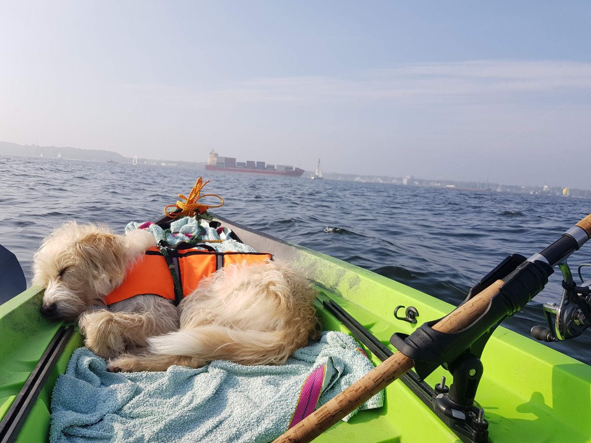 Benji im Kajak_20181006_Kieler Förde.jpg