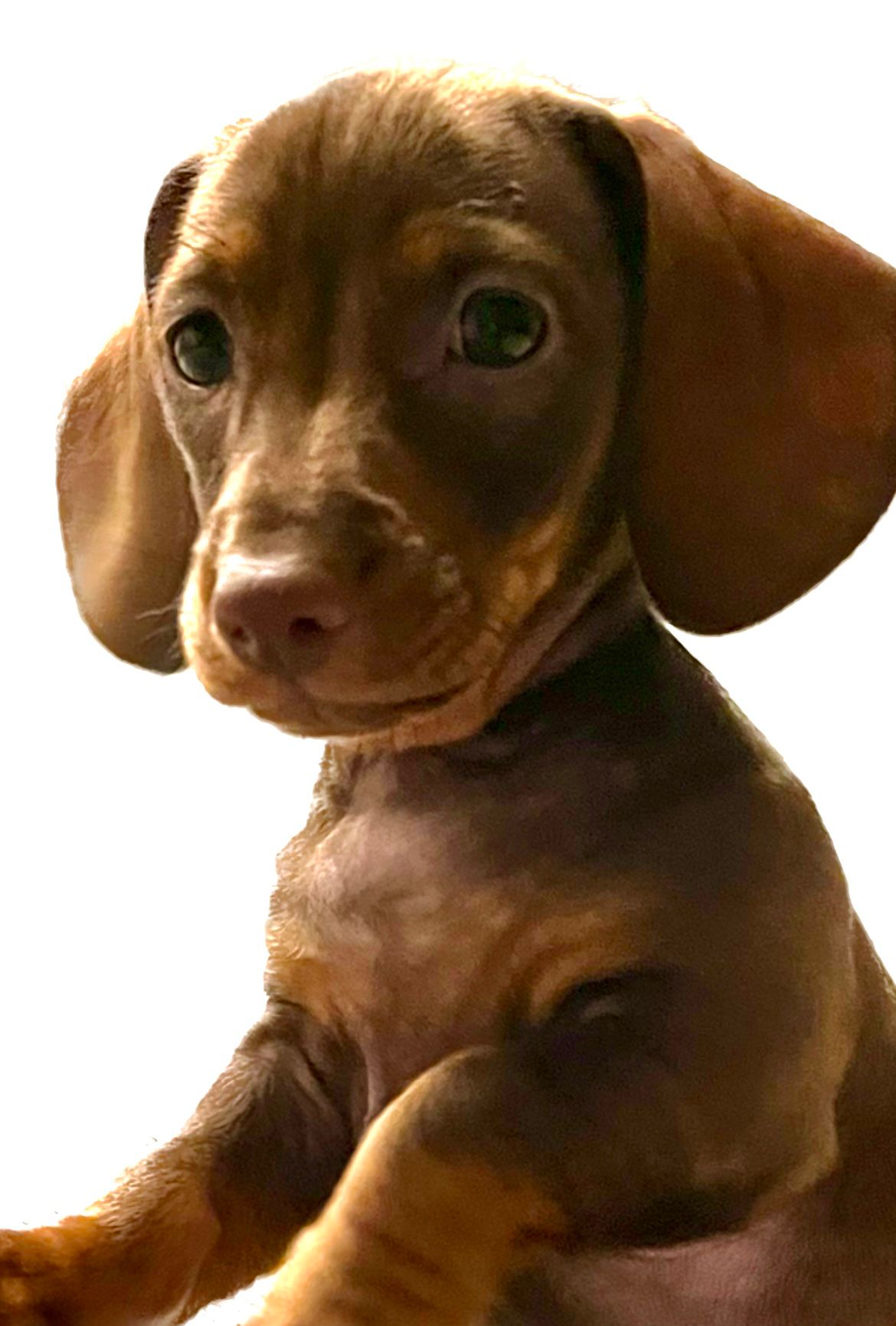 "Blaues Blut" vom Feinsten.... ;-)