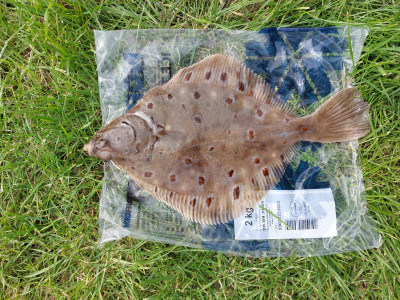 20240607_162556.jpg (7.5 MiB) 21642 mal betrachtet Die größte der von mir gefangenen Schollen