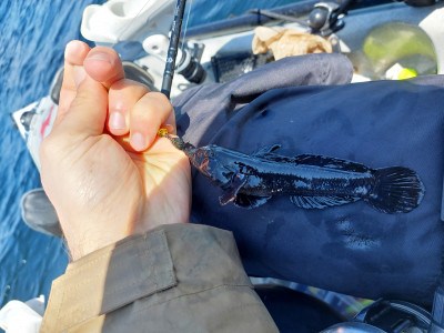 20240607_122748.jpg (4.4 MiB) 21642 mal betrachtet So eine schwarze Grundel hab ich noch nicht gesehen. Dieser Fisch verdient den Namen Schwarzmundgrundel.