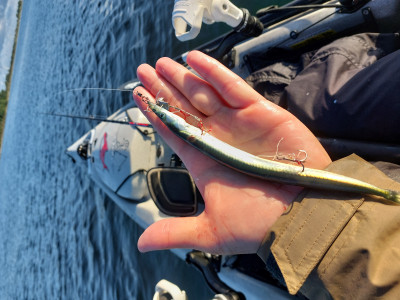 20240609_055938.jpg (4.71 MiB) 21642 mal betrachtet Sandaal am Wikam Köderfischsystem. Die Firma Wikam gibt es nicht mehr. Weiß jemand wo es ähnliche Systeme gibt?