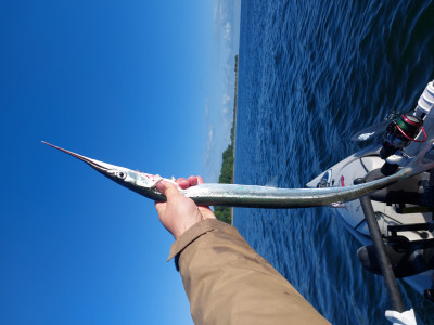 20240609_071023.jpg (5.22 MiB) 21642 mal betrachtet Zwei Hornhechte blieben schlussendlich doch noch hängen.