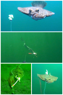 Fisch ist da - aber zumindest ich konnte keinen verhaften