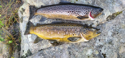 12. Bachforelle (1).jpg