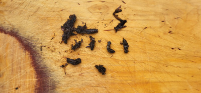 12. Bachforelle (2).jpg