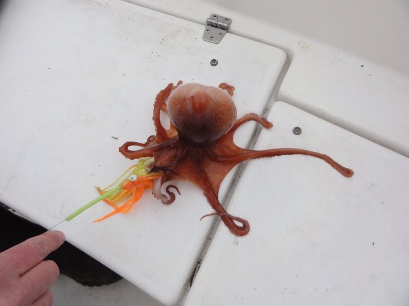 DSC04520 - Kopie.JPG