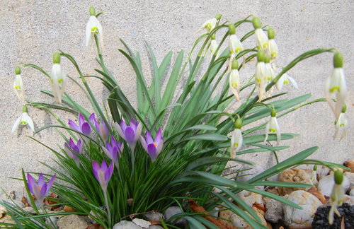 Endlich Frühling! Heute blühen zum ersten Mal die Krokusse.....