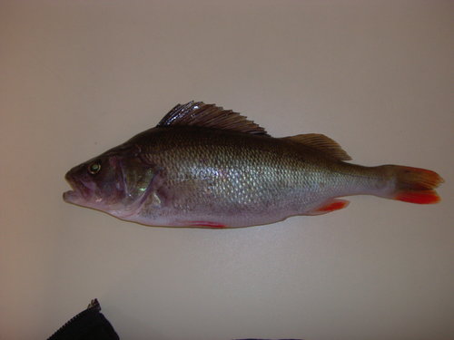 PIC00579.JPG (896 KiB) 11618 mal betrachtet test test test....